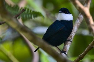 White-bibbed Manakin