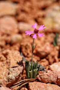 Silene petersonnii