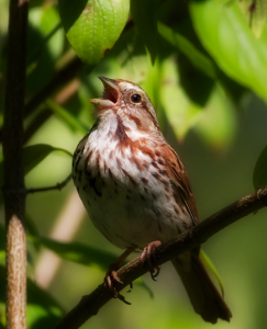 Division of Animal Behavior Picture - Bird Tweeting