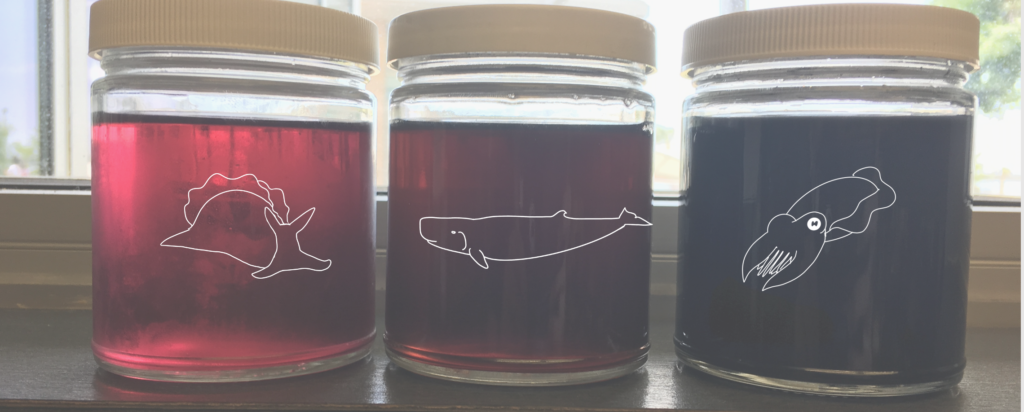  Photo of sea hare, pygmy sperm whale, and cuttlefish inks, which vary in color. The sea hare ink is a red color, the pygmy sperm whale ink is a darker red and the cuttlefish is an opaque black. Credit: Lauren E. Simonitis 