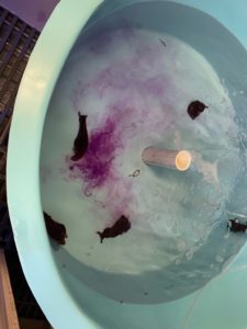 A photo of four sea hares in a tank. One sea hare is secreting purple ink. Credit: Lauren E. Simonitis