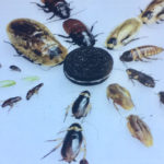 Cockroaches of various species surrounding an oreo cookie