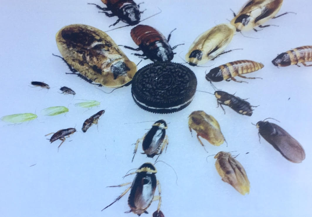 Differently sized cockroaches are arranged in a circle around an Oreo.