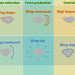 graphic comparing power reduction, force production, and control for silkmoths and hawkmoths