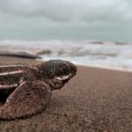 Turtle hatchling on beach