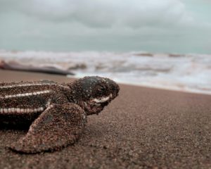 Turtle hatchling on beach facing the ocean