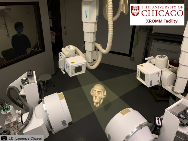 Four X-ray machines at the University of Chicago, with a digital image of a macaque skull shown in the middle
