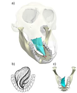 Diagram of macaque skull with tongue positions shown, and a comparison to human tongue positions