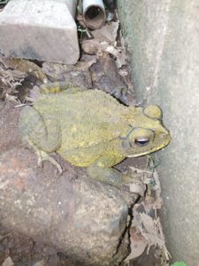 Toad sitting on rocks and leaves