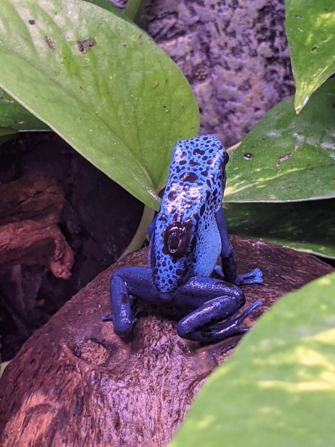 purple poison frogs