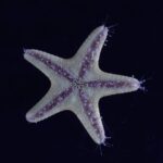 ventral side of a starfish showing the tube feet