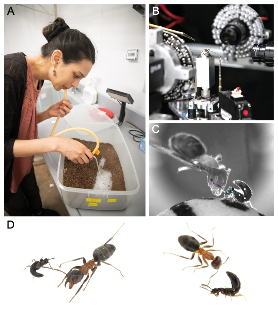 Insecticide Rover Flex, Flee, or Fool: How Rove Beetles Outsmart Ants with a Chemical ...